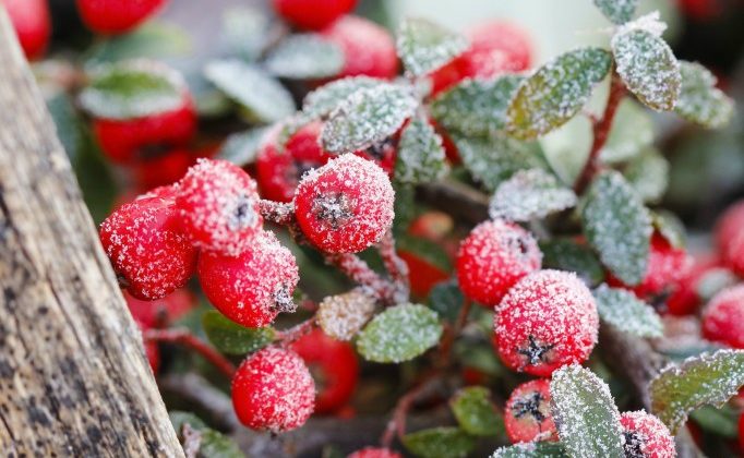 Gorgeous-Plants-for-Your-Winter-Garden-682x1024