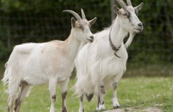 sci_Goats_Go_Inspecting_wikimedia_commons-620x330