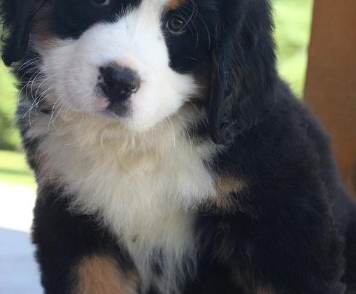 bernesepuppy