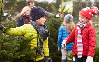 Shopping_for_a_tree_image_of_topuc_ottawa