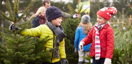 Shopping_for_a_tree_image_of_topuc_ottawa
