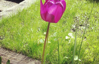 Picture2B1