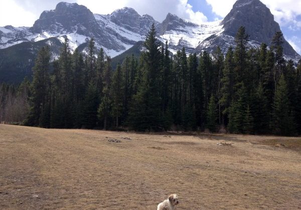 Dog-mountains