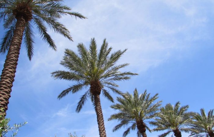 Palm-Trees