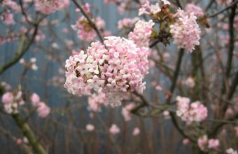 Spring-Blossoms