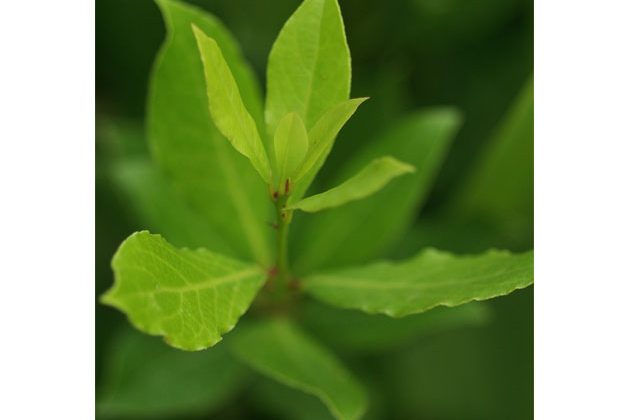 wsgabayleaf
