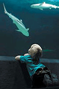 aquarium_image