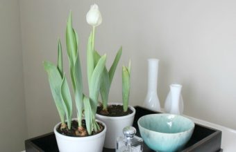 Indoor-Forced-Tulips