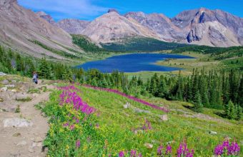 wildflowers-in-alpine-meadow-Skoki