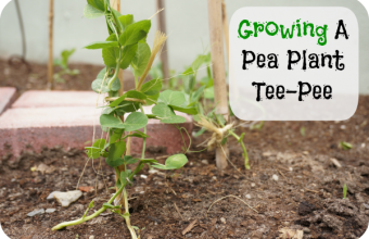 growing-a-pea-plant-tee-pee-1