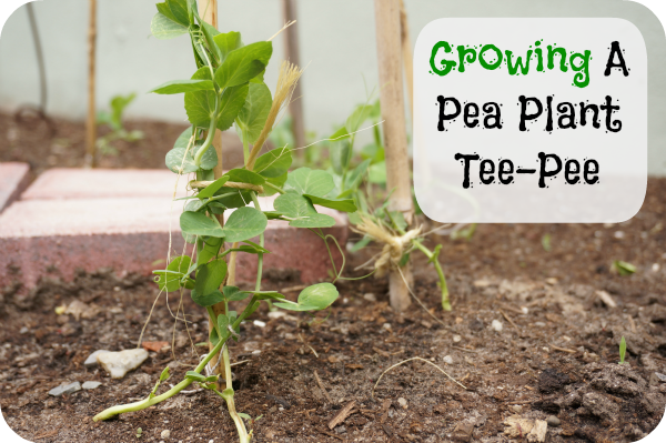 growing-a-pea-plant-tee-pee-1