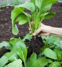 Woman-Hand-Harvesting-Green-Leaves-Of-Clean-Organic-Vegetable-In-by-khunaspix-206x300