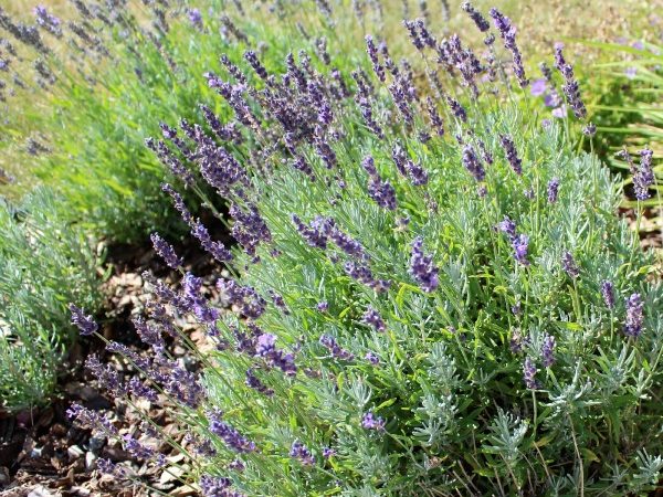 Lavender_3