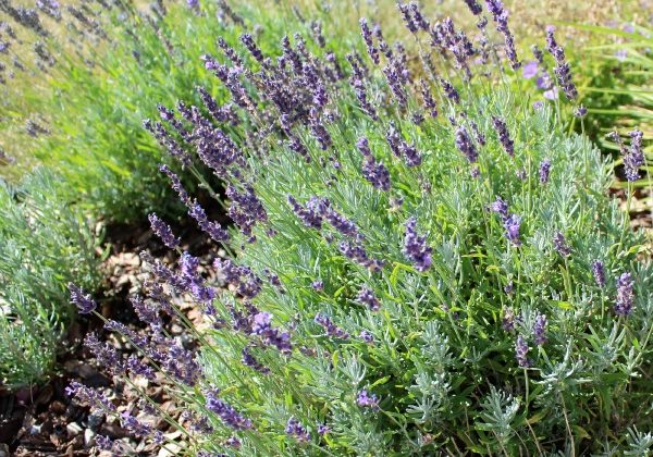 Lavender_3