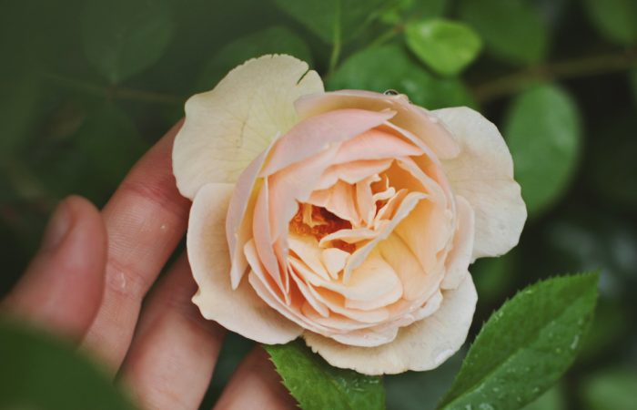 Rose2