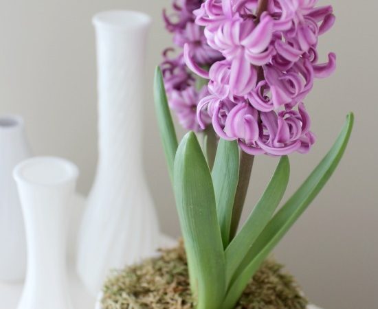 Purple-Hyacinth-