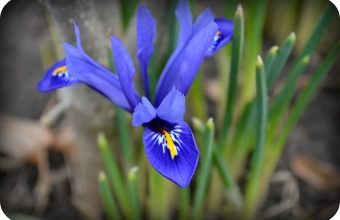 iris