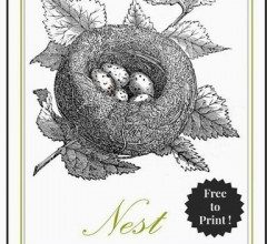 free-printable-bird-nest_thumb-25255B6-25255D-240x300