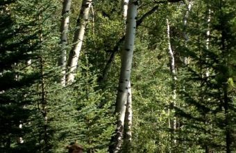 Jody-in-Nature1