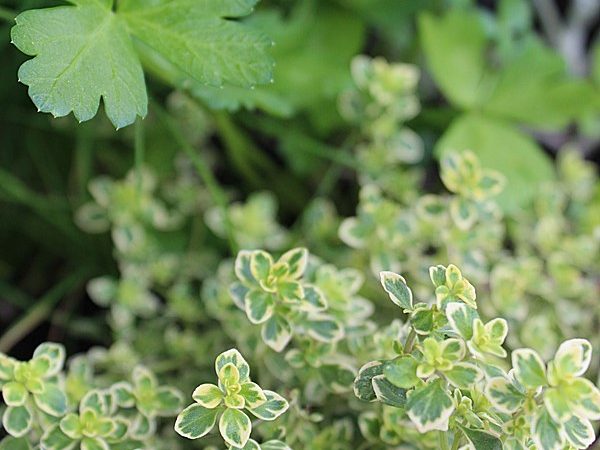 herb-garden-diy