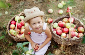 little girl collects the apples in the garden