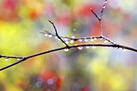 DewCoverTwigOnPastelColoredBackground