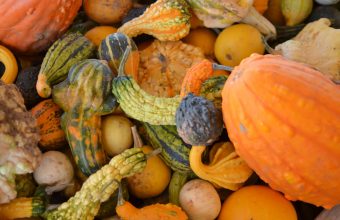 pumpkins-10