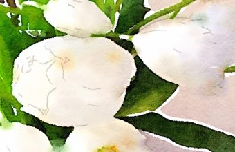 Waterlogue-tulip-art-diy