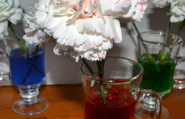 science_for_kids_colored_carnations
