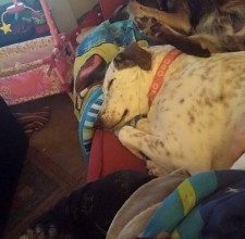 sleeping-xmas-dogs-225x300