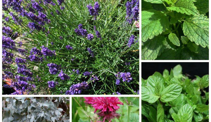 pestrepellingplants