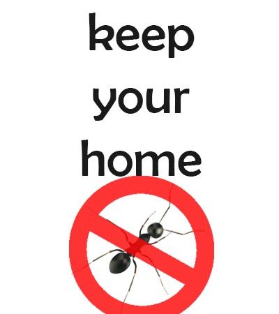 Natural-ways-to-get-rid-of-ants-spiders-flies-and-more-in-your-home