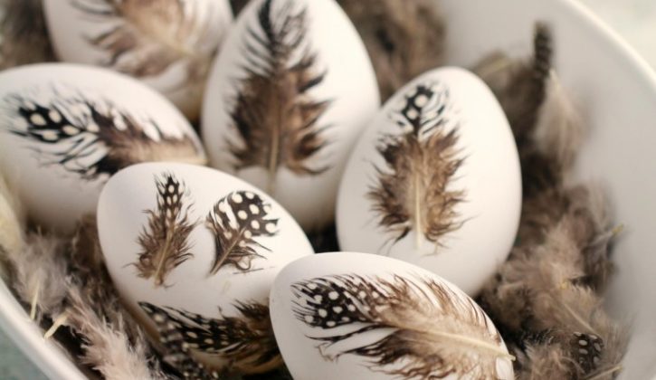 feather-eggs-2