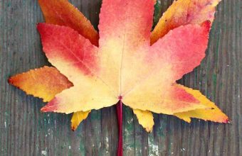 leaf-autumn-1