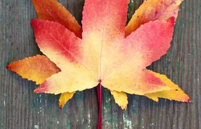 leaf-autumn-1