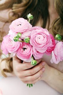 Pink_Ranunculus