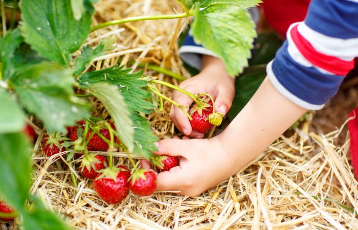 6 Berry Delicious U-Pick Farms in Calgary