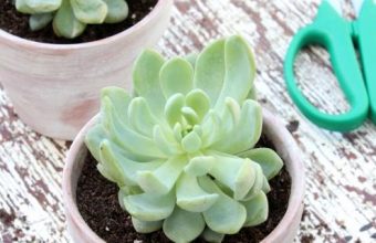 succulents