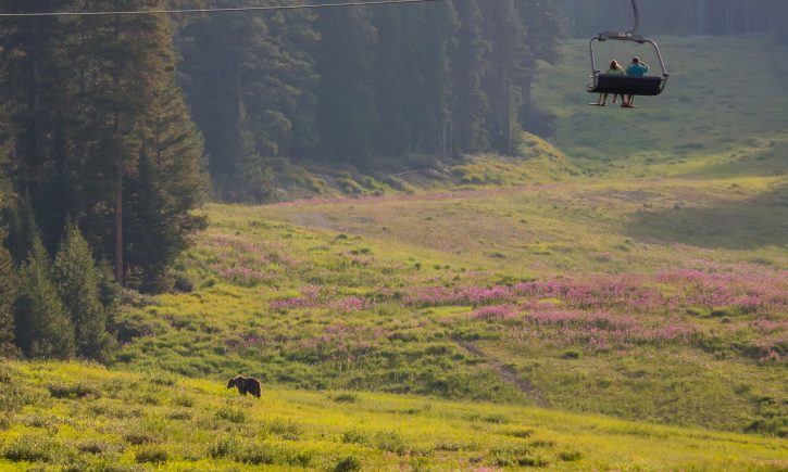Grizzly Bear Viewing