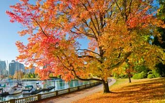 stanley_park_fall_colours_image_of_topic