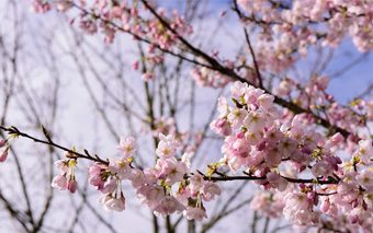 vancouver_cherry_blossom_festival