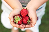 StrawberriesHeldInHands