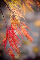 FallColouredLeaves