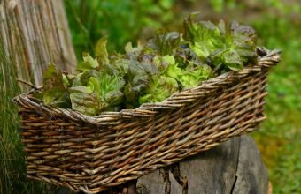 salad-1516689_1280-1024x678