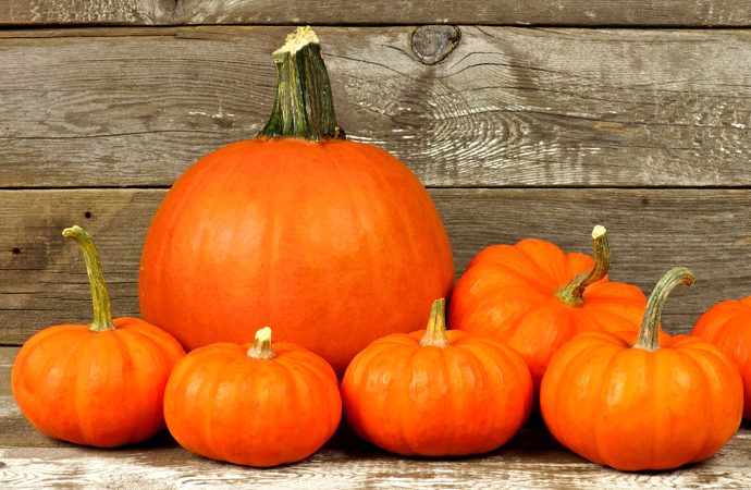 savvy-guide-october