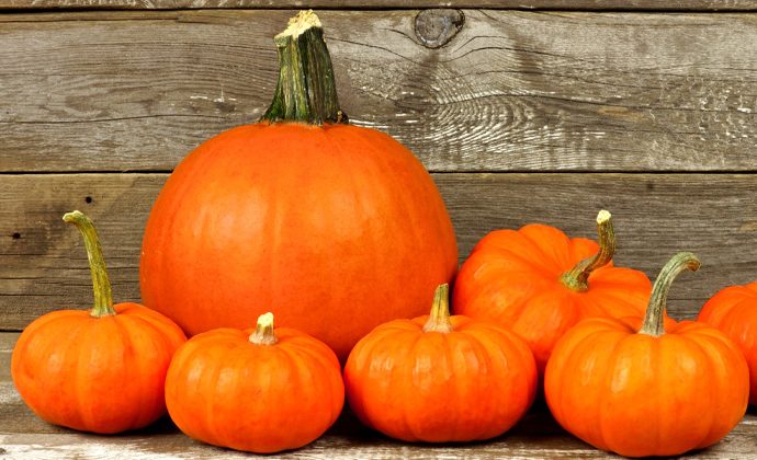 savvy-guide-october