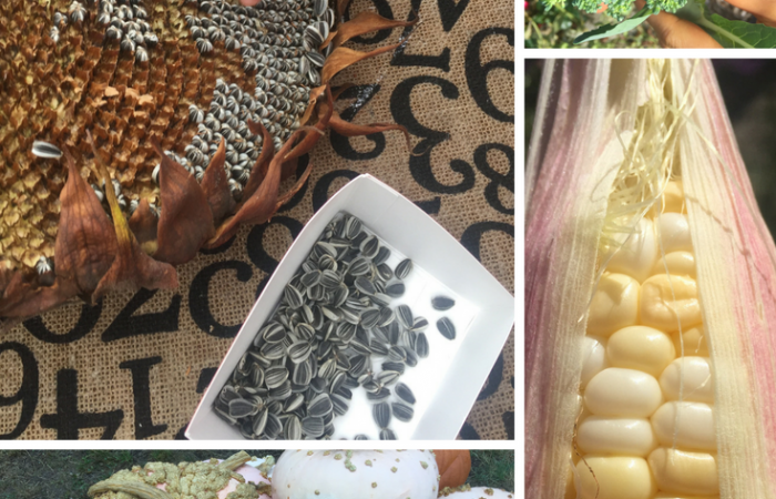 fall-gardening-with-kids