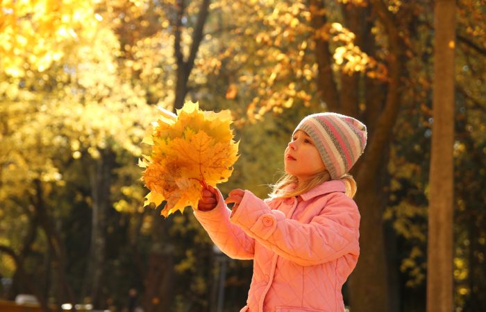 Ottawa Guide to November