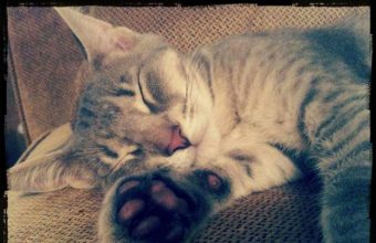 The Day We Lost Our Pet: Why Moms Can't Always Make Everything Better