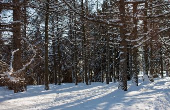 unplugging for the holidays